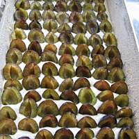 Ciasto ze śliwkami Marty