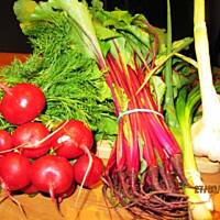 Chłodnik pachnący wiosną