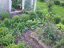 Fot. Kazik45, Lato na działce