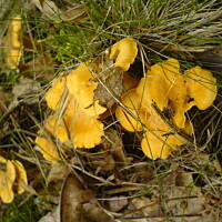 Kotlety z kurek z sosem śmietanowo-koperkowym