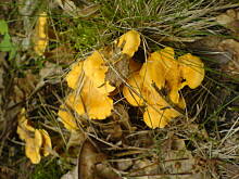 Fot. jaska2503, Kotlety z kurek z sosem śmietanowo-koperkowym