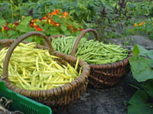 Fot. jaska2503, Zupa z fasolek