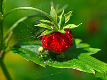 Fot. Wkn, Lato zamknięte w słoiku