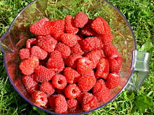 Fot. tineczka, Malinowy ocet