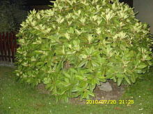 Fot. renia294, roślinka ??