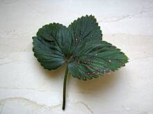 Fot. amadeusz, Chore truskawki