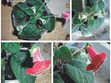 Fot. dj, Co to za kwiatek?