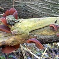 Uszaki bzowe z warzywami