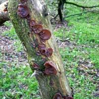 Uszaki bzowe z warzywami