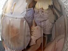 Fot. izeczka, Gąsówki nagie marynowane