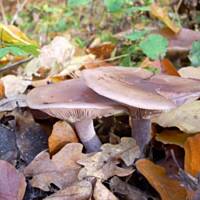 Gąsówki nagie marynowane