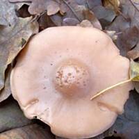 Gąsówki nagie marynowane