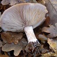 Gąsówki nagie marynowane