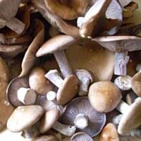 Gąsówki nagie marynowane