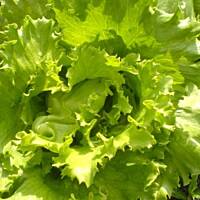 Kurcze z sałatą i sosem jogurtowym