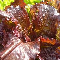 Kurcze z sałatą i sosem jogurtowym