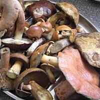 Lasagne z grzybami lesnymi