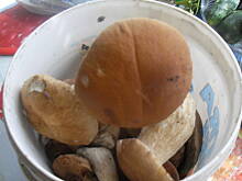 Fot. Teresa.Marcjan, Borowikowe kotlety