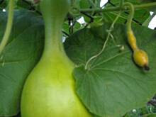 Fot. Agussia834, jakie to warzywko?