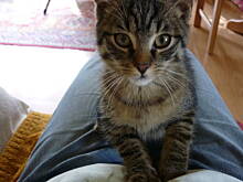 Fot. ewka63, Znalazłam koteczka, ale co dalej?