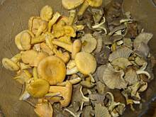 Fot. tineczka, Zupa grzybowa z serem roquefort