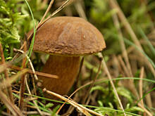 Fot. Wkn, Idzie jesień, koszyk grzybów z sobą niesie...