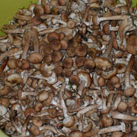 Duszone grzyby w pomidorach