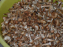 Fot. Teresa.Marcjan, Duszone grzyby w pomidorach