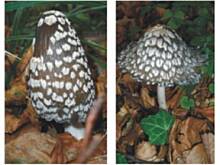 Fot. dj, Pytanie do WŻ-owych grzybiarzy.