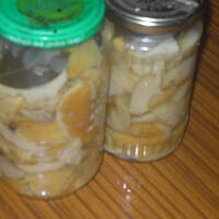 Grzyby marynowane wg Teresy