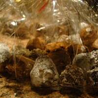 Trufle niespodzianki w wersji dietetycznej na święta