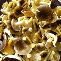 Późnojesienne kwiaty z grzybami