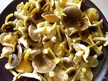 Fot. izeczka, Późnojesienne kwiaty z grzybami