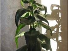 Fot. stokrotka390, Zyworodka pierzasta- roslinka stulecia