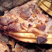 Ciasto kruche z połówkami Jabłek - Marysieńkowe