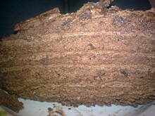 Fot. kaska2108, Marczello torcik