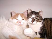 Fot. mecinek, Mój domowy zwierzyniec