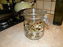 Fot. sabanl36, Śledzik babuni