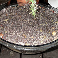 Makówki nie tylko na święta od Mężatki