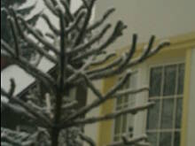 Fot. komar725, Czy ktoś wie jakie to drzewo?