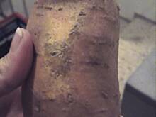 Fot. daga26, Zupa Krem z Batata