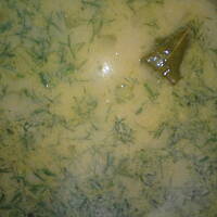 zupa ze świeżych ogórków