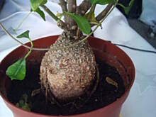 Fot. mafeusz, co to za kwiat 2