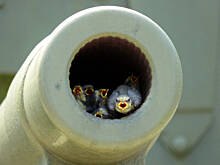 Fot. bahus, Akcenty wiosny