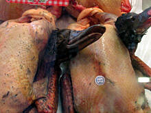 Fot. bahus, Dzikie ptactwo