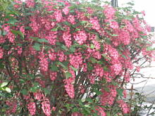 Fot. megi65, Wiosna , wiosna , wiosna ach to TY !!! 