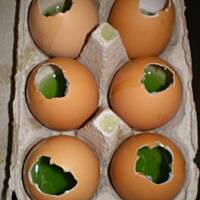 Kolorowe jajeczka wielkanocne