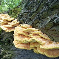 Sznycle z żółciaka siarkowego