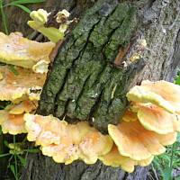 Pasztet z żółciaka siarkowego