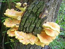 Fot. izeczka, Pasztet z żółciaka siarkowego